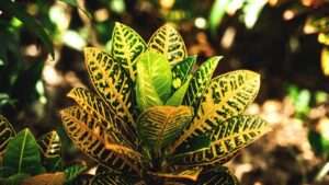 gold dust croton plant