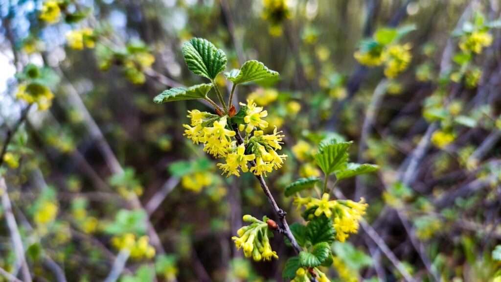 golden currant plant