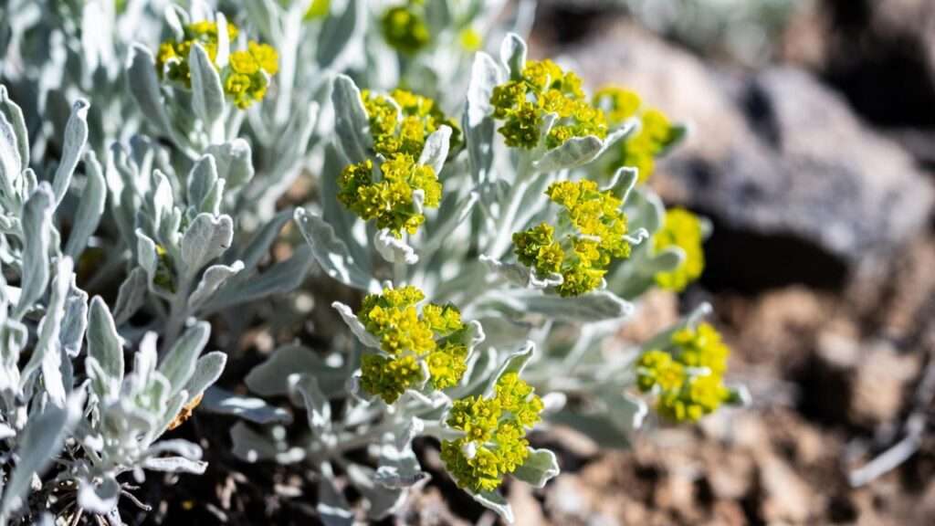 gopher plant euphorbia
