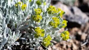 gopher plant euphorbia