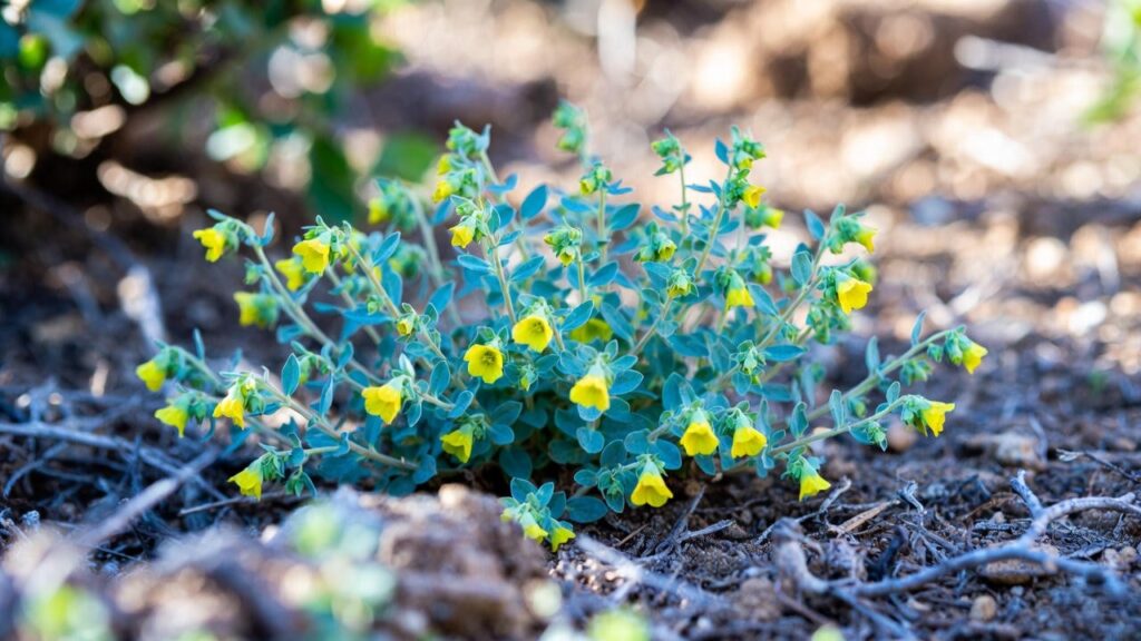 gopher spurge plant