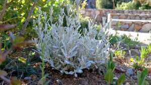 greek mountain tea plant
