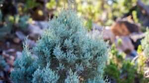 grey owl juniper plant