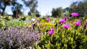 ground cover plants full sun