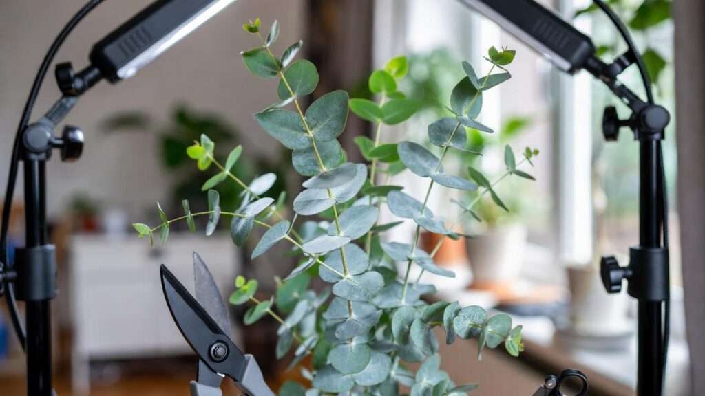 growing eucalyptus plant indoors
