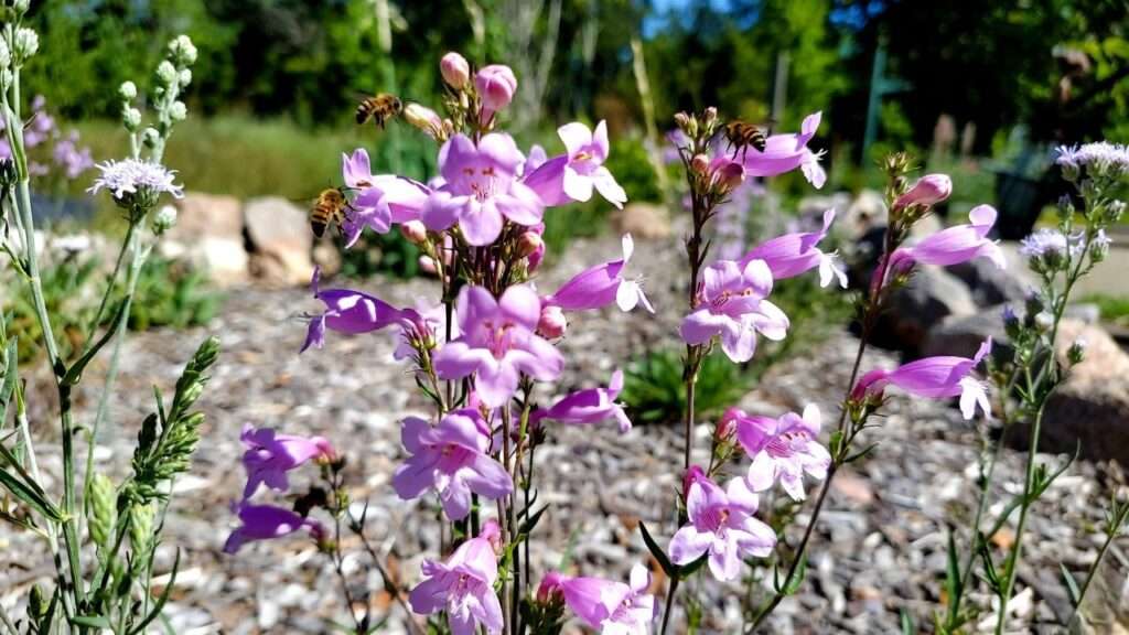hairy beardtongue plant