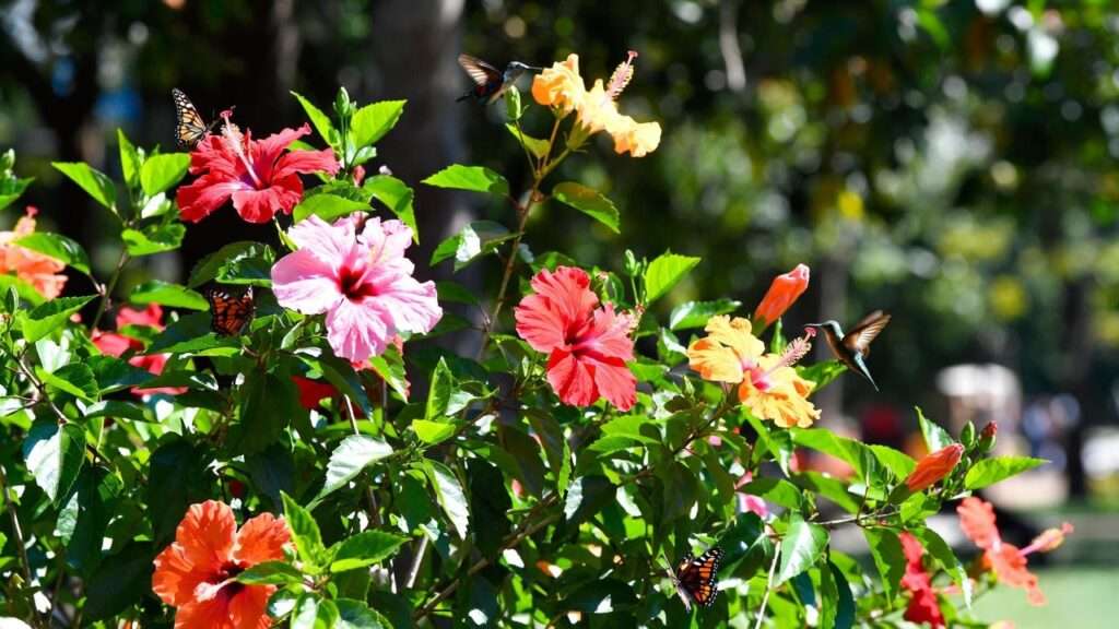 hawaiian punch hibiscus plant