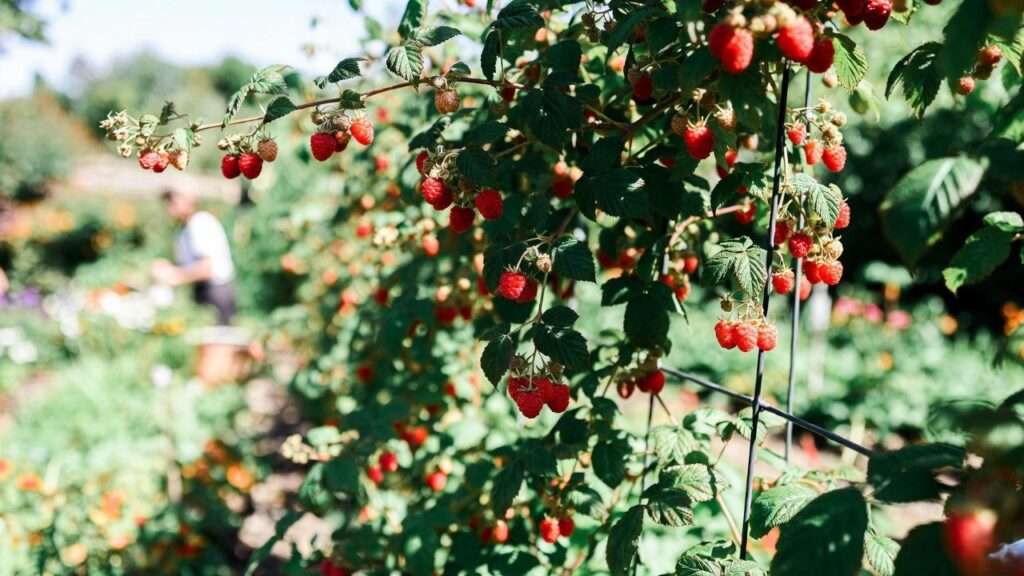 heritage raspberry plants