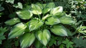 hosta guacamole plant