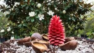 how to plant a magnolia seed