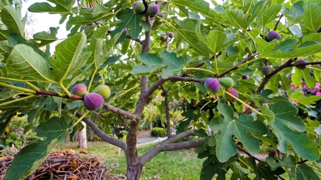 how to take care of a fig tree