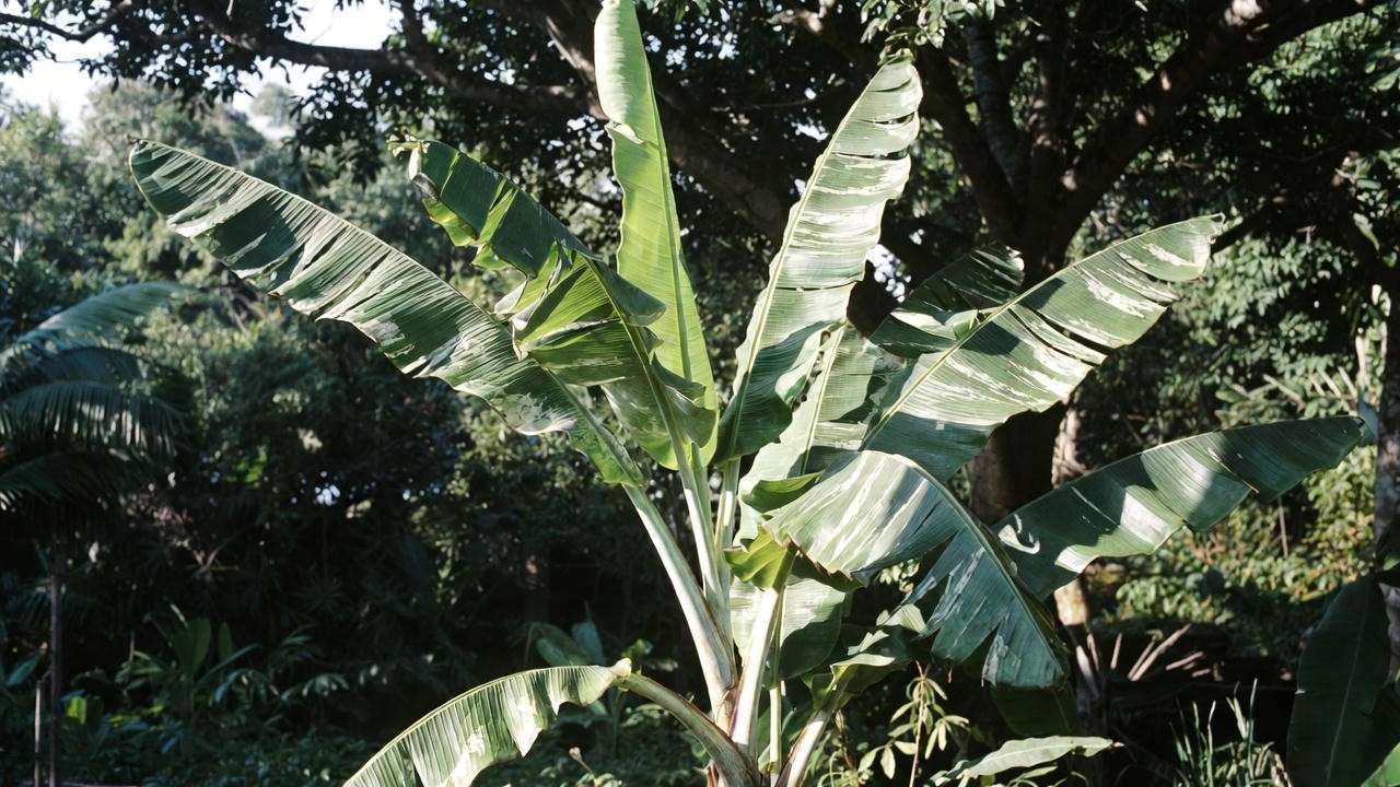 Variegated banana plant growing outdoors in filtered partial shade