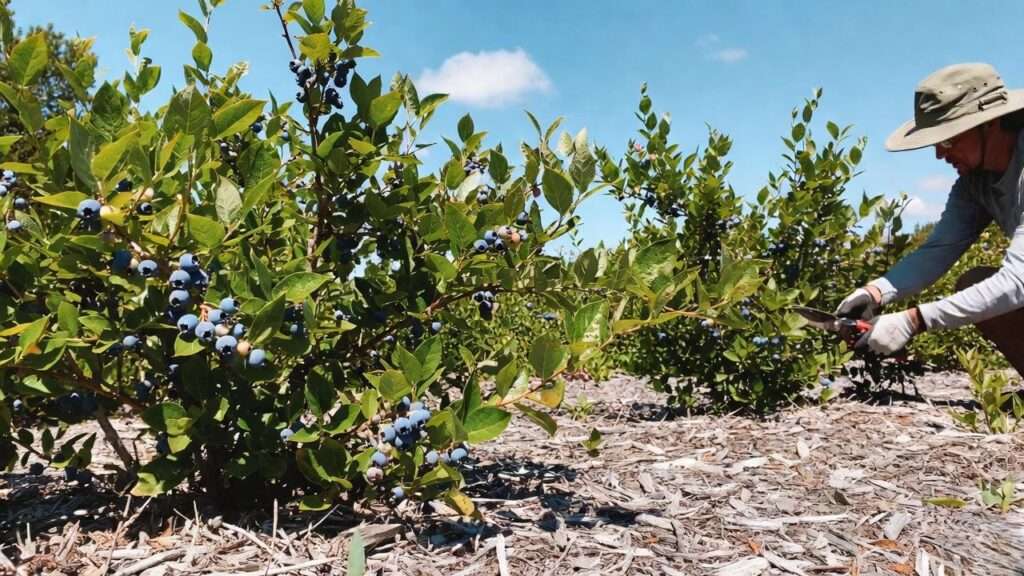 jersey blueberry plants