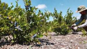 jersey blueberry plants
