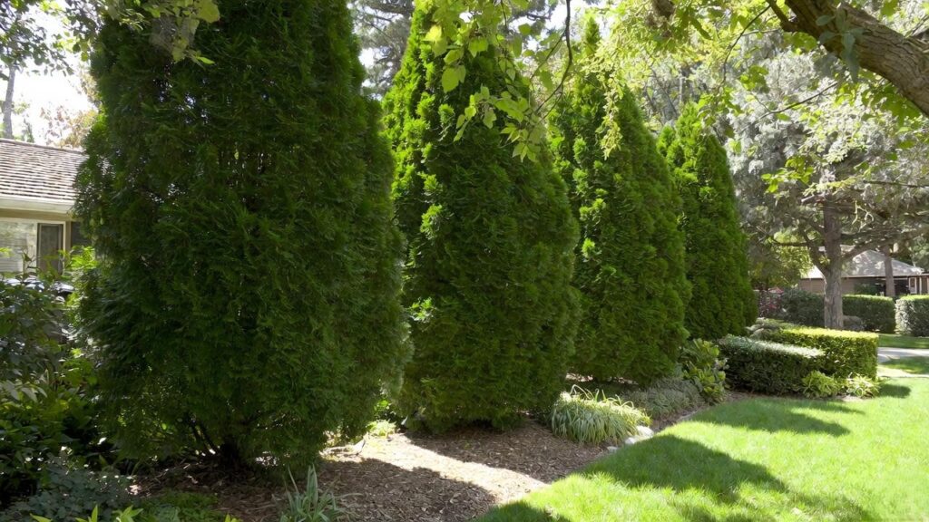 junior giant thuja tree