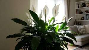 large peace lily plant