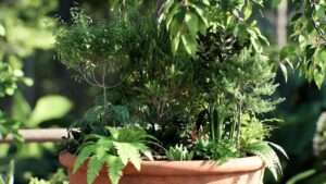 large terracotta planter