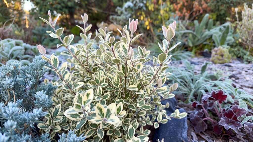 ligustrum jack frost plant