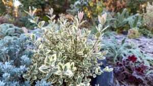 ligustrum jack frost plant