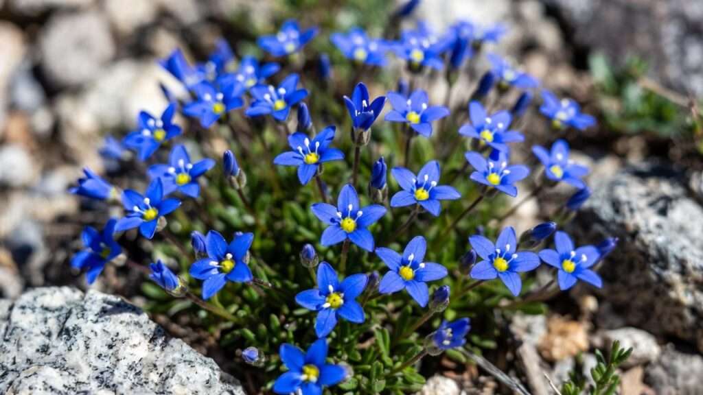 lithodora plant heavenly blue