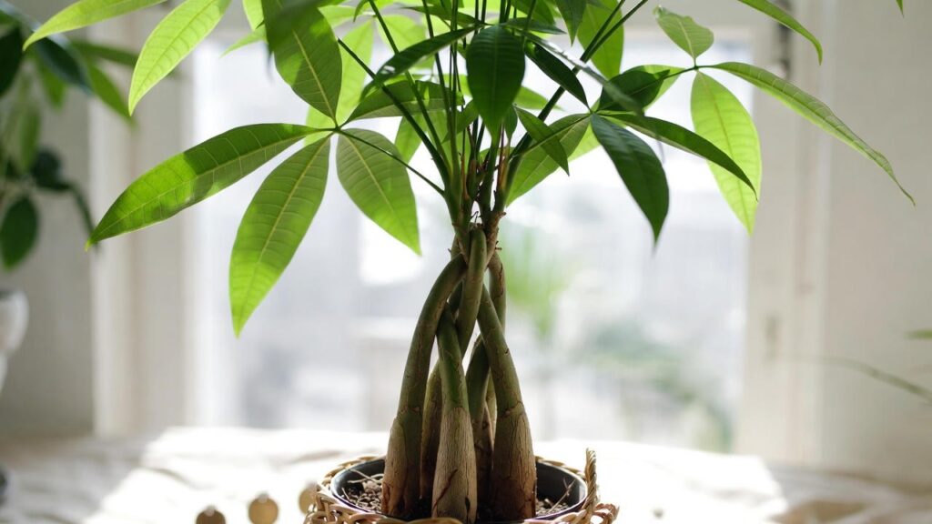 lively root money tree