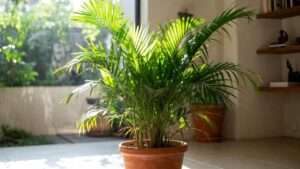 madagascar palm plant