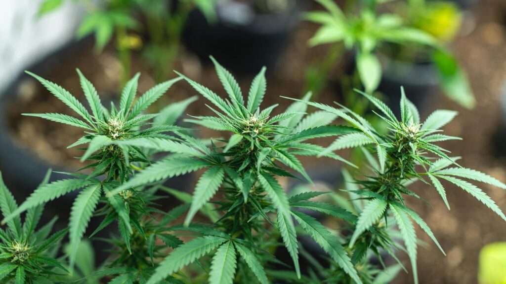 male marijuana plant