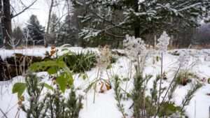 michigan perennial plants