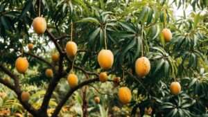 nam doc mai mango tree