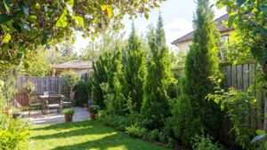narrow evergreen trees