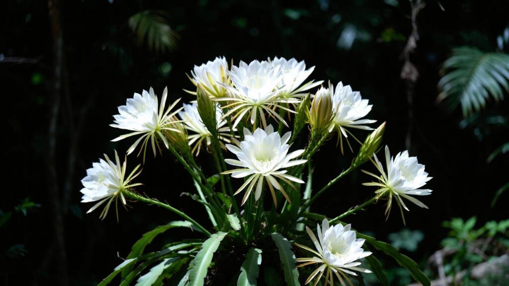 night blooming cereus plant care