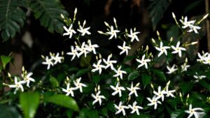 night blooming jasmine plants