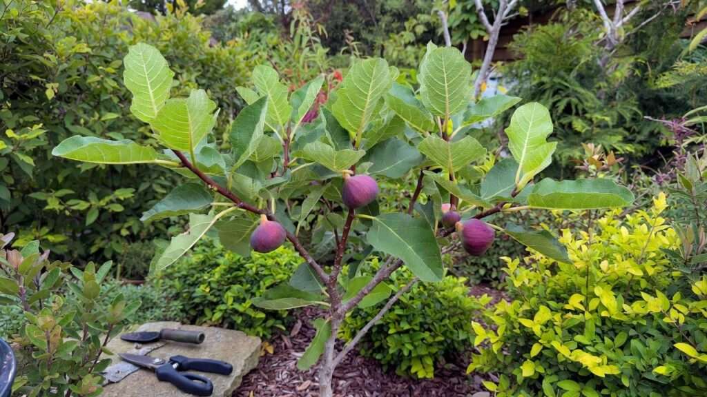 olympian fig plant