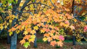 pacific sunset maple tree