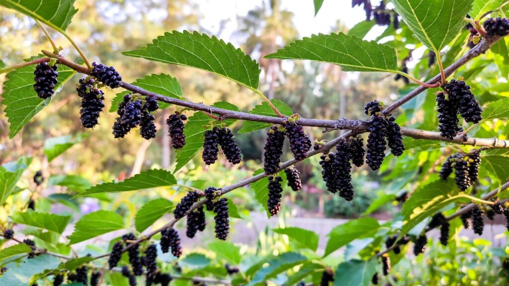 pakistan mulberry plant