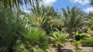 palm plants texas