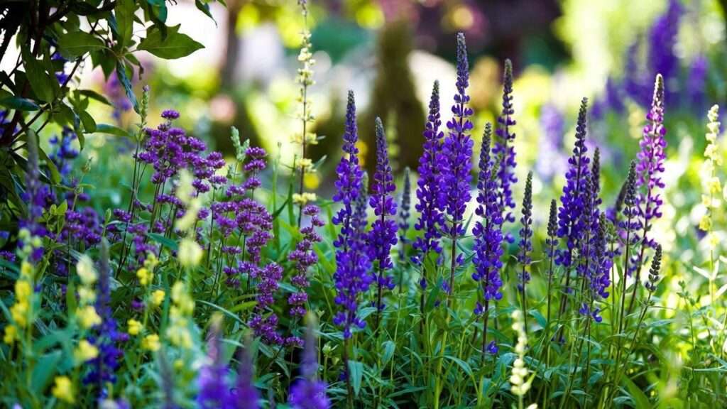 perennial plants with purple flowers
