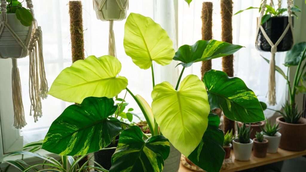philodendron neon plant