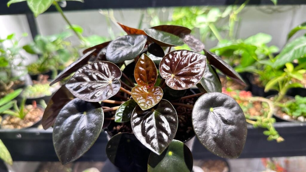 pilea dark mystery plant