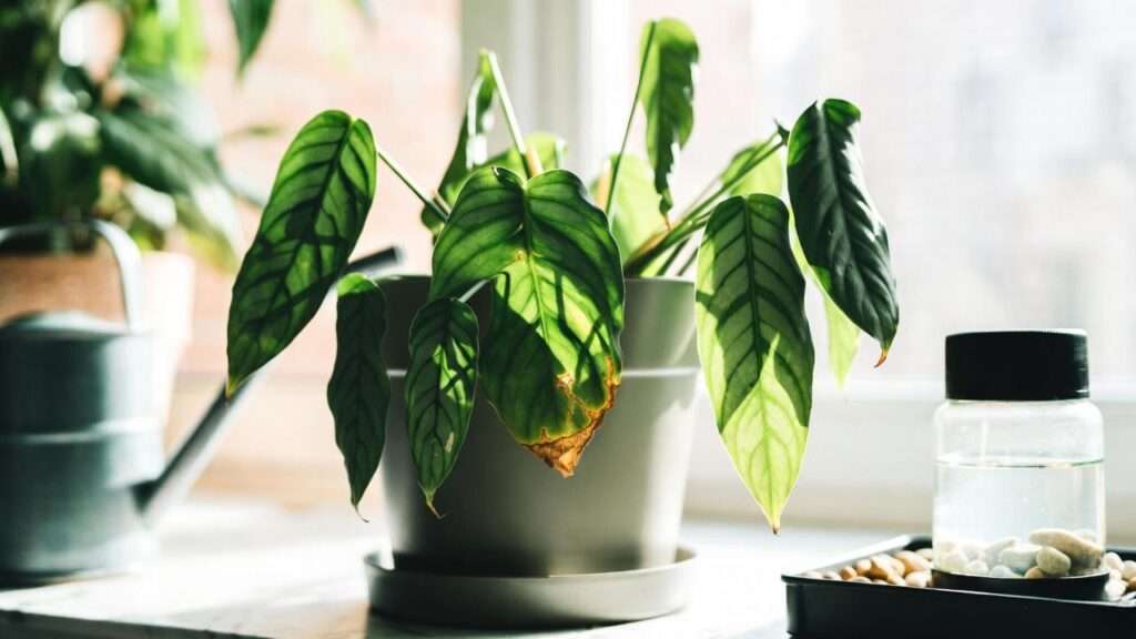 plant leaves drooping