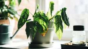 plant leaves drooping