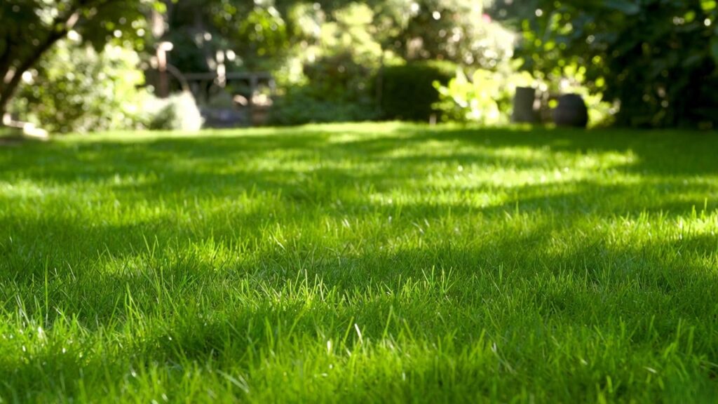 planting annual ryegrass seed