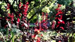 plants red foliage
