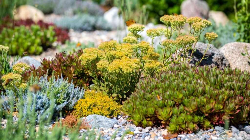plants sedum varieties
