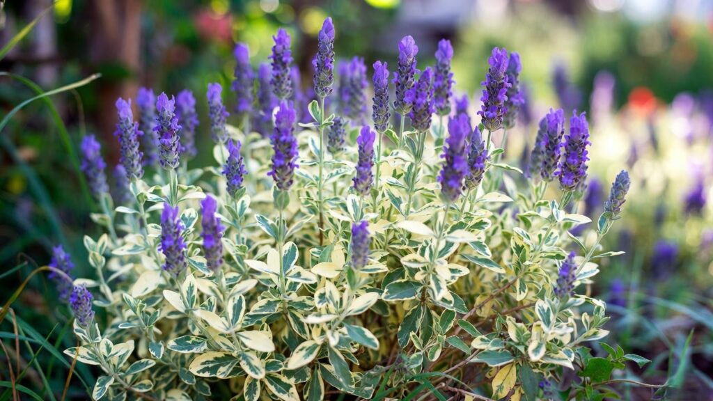 platinum blonde lavender plant