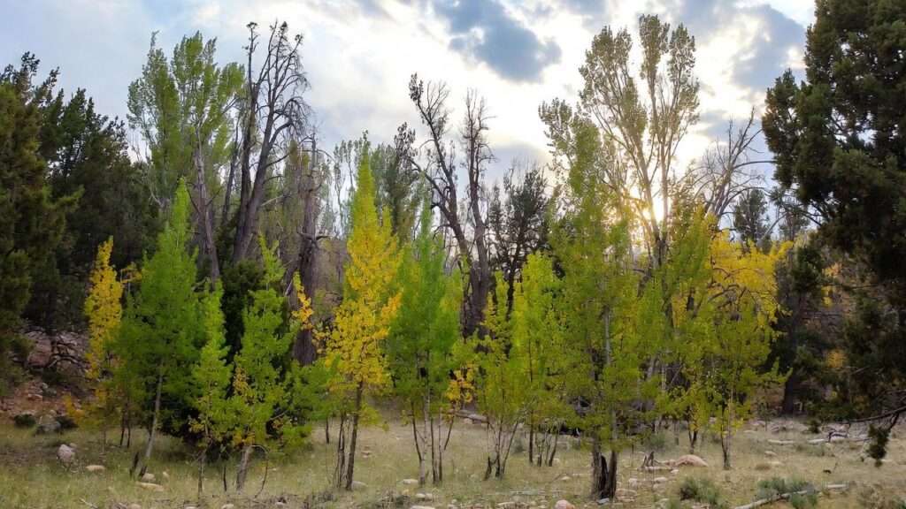 plum tree colorado sptings