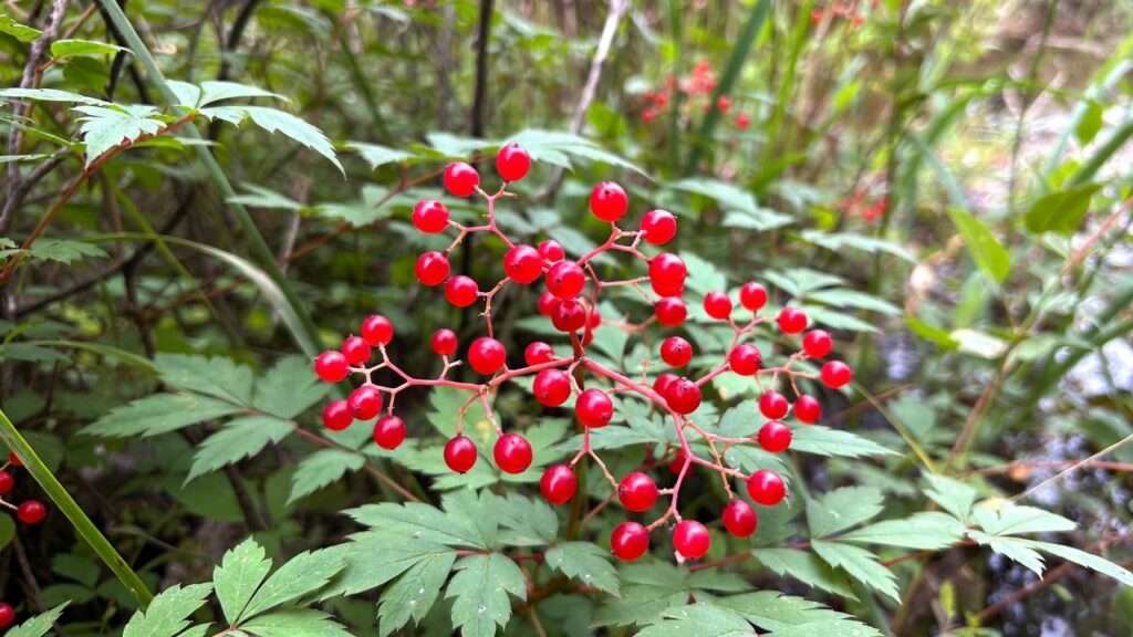 poisonous marsh plant with red berries