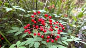 poisonous marsh plant with red berries
