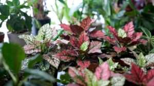 polka dot plant seeds