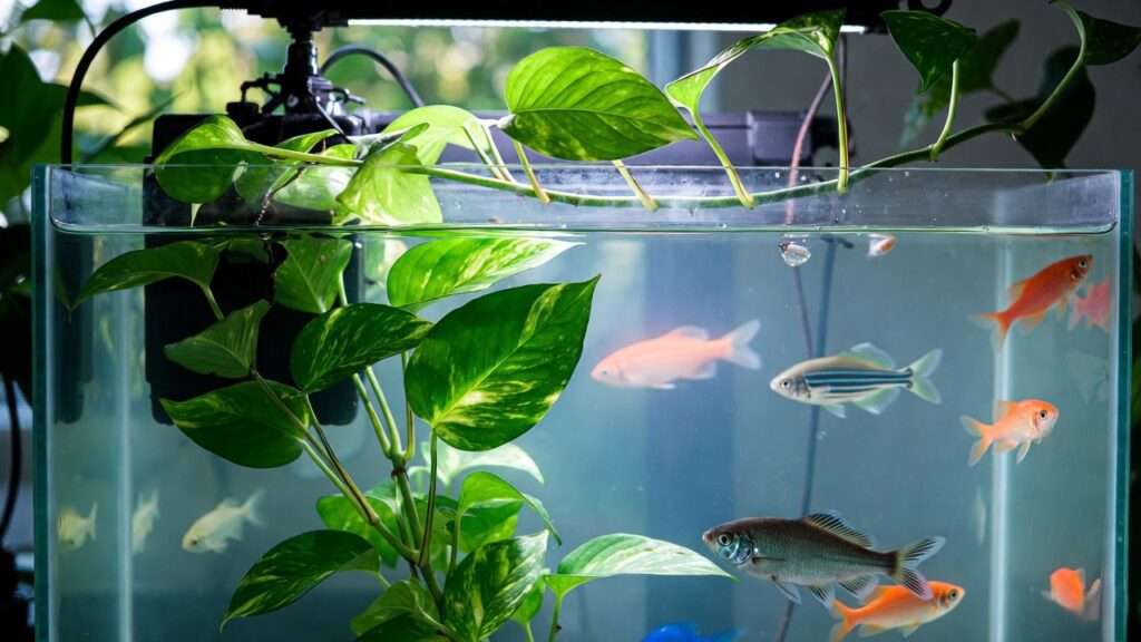 pothos plant aquarium